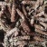 野生夏枯球，自然晒干球茎短，无杂质，品质好