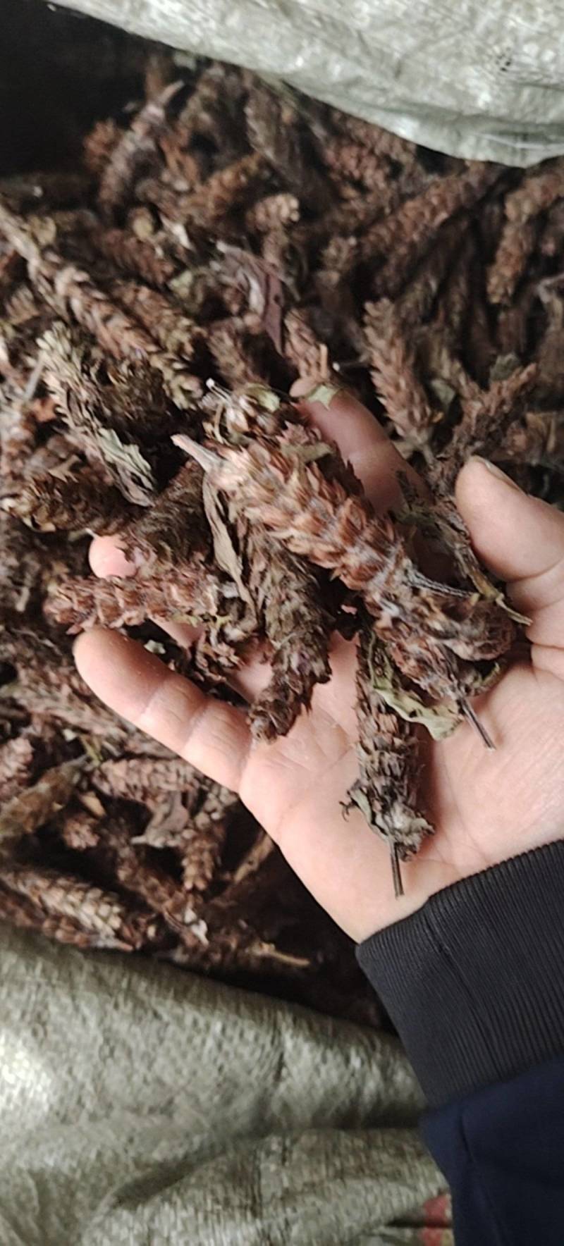 野生夏枯球，自然晒干球茎短，无杂质，品质好