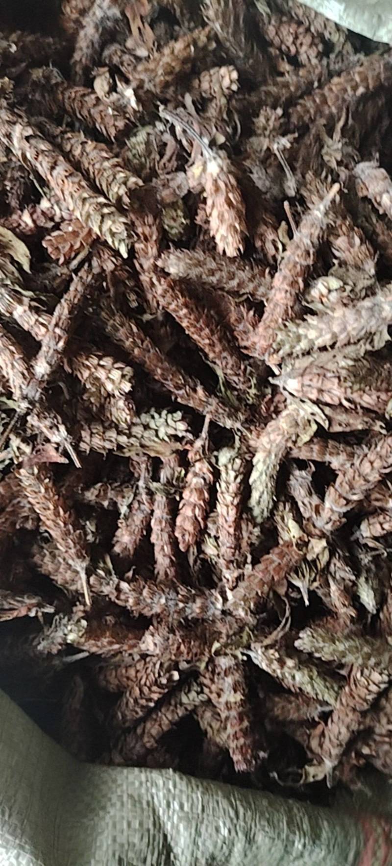 野生夏枯球，自然晒干球茎短，无杂质，品质好