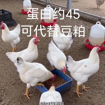 虫㷧复合蛋白下料适合饲料原料或混料使用