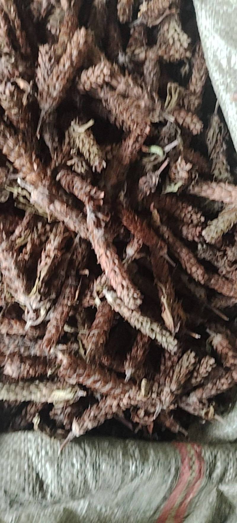 野生夏枯球，自然晒干球茎短，无杂质，品质好