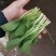 泰州产地鸡毛菜供应量大价优