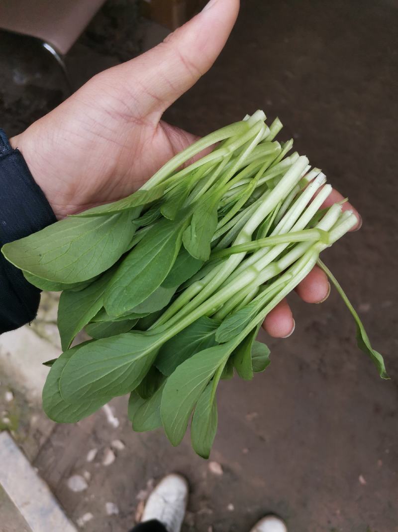 泰州产地鸡毛菜供应量大价优