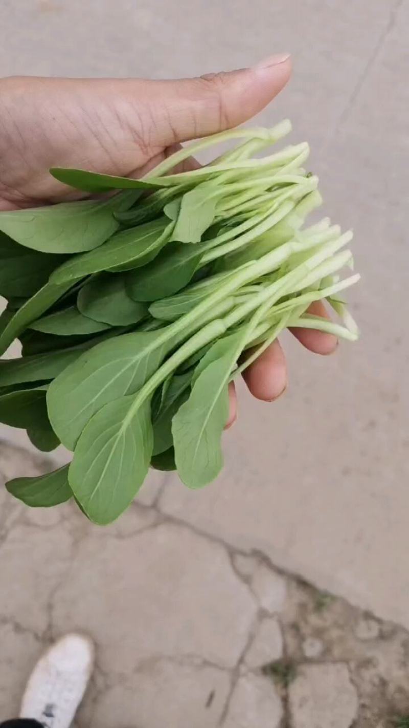 泰州产地鸡毛菜供应量大价优