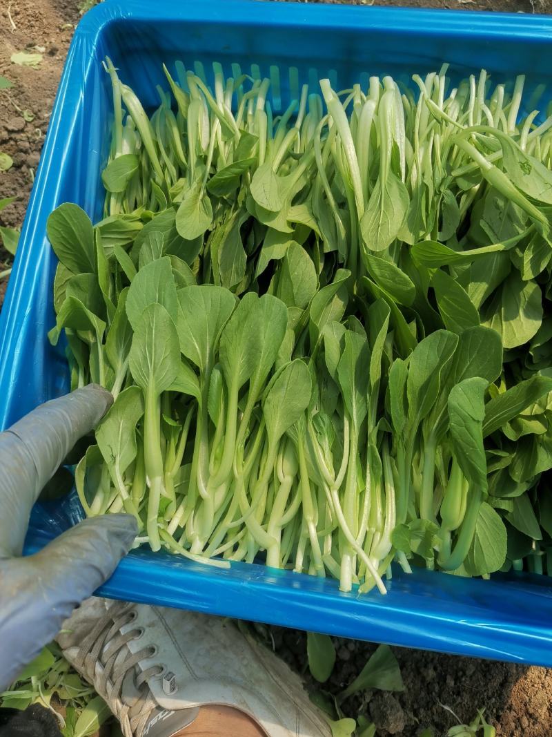 泰州产地鸡毛菜供应量大价优