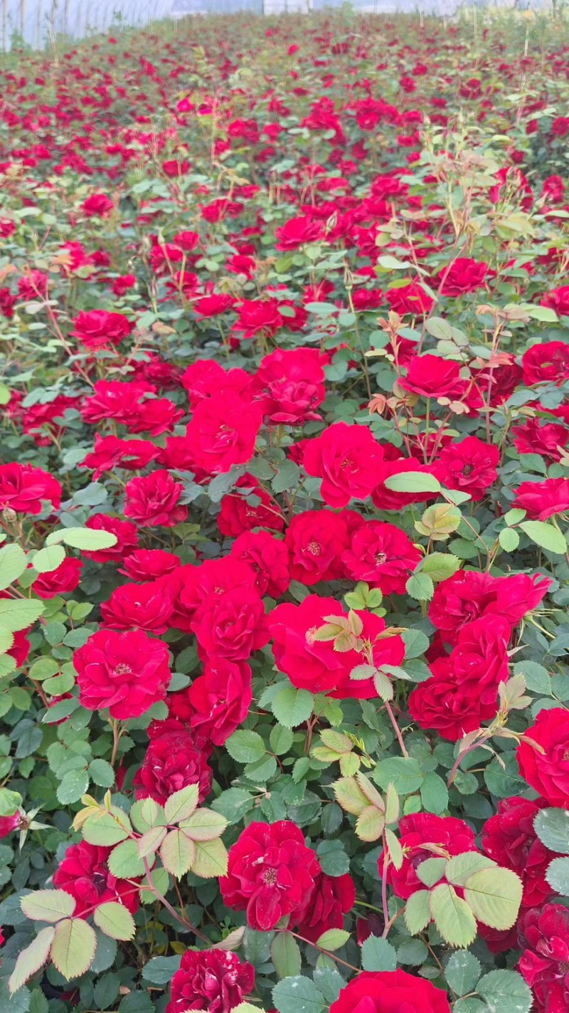 红色花月季营养杯苗