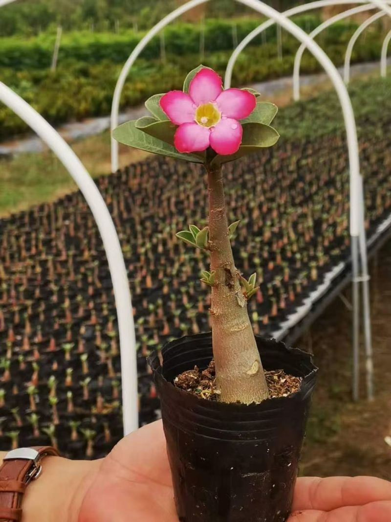 沙漠玫瑰，聚宝盆，日本金葵