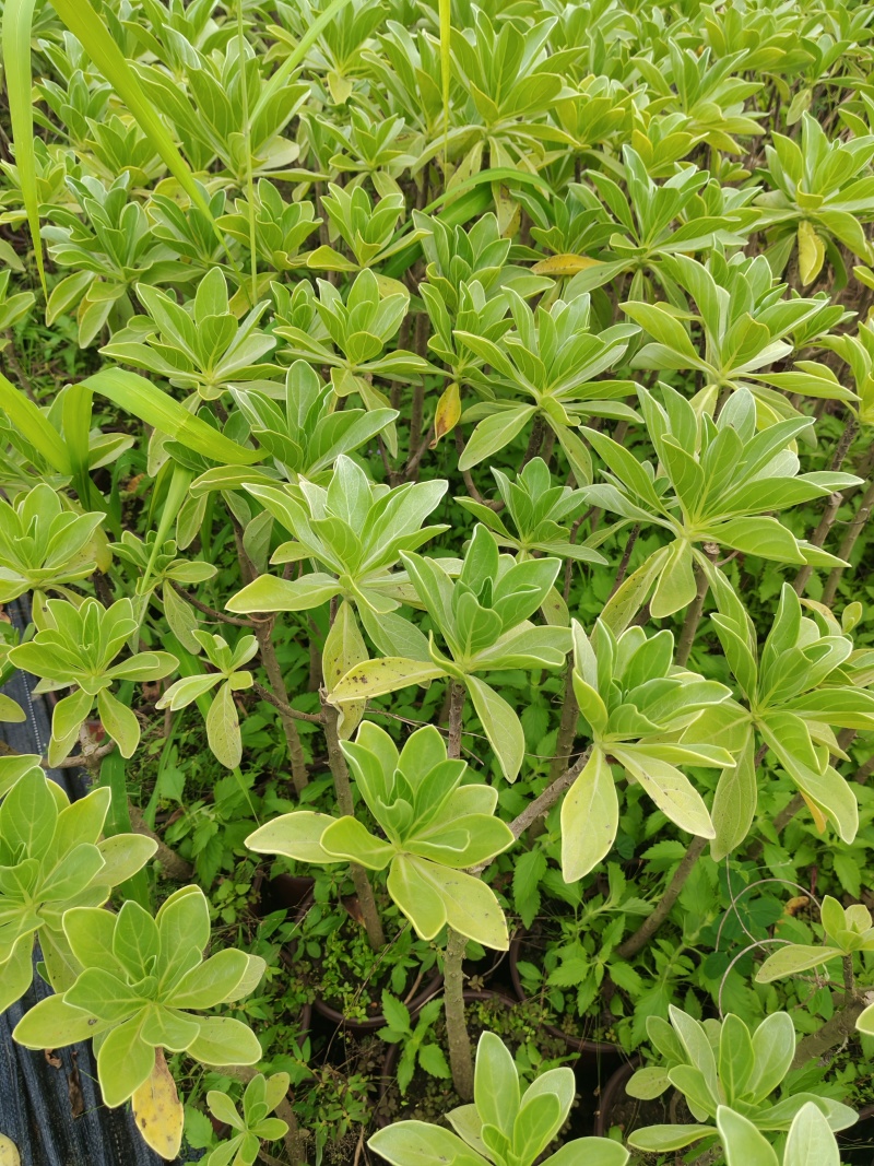 沙漠玫瑰，聚宝盆，日本金葵