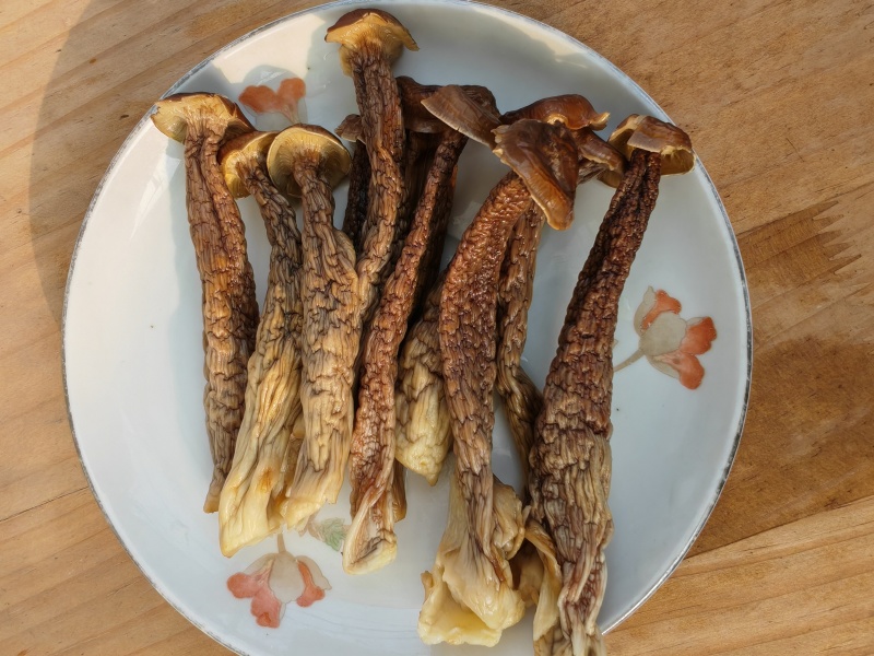 精品鹿茸菇干货大量现货批发无硫无增重剂净重