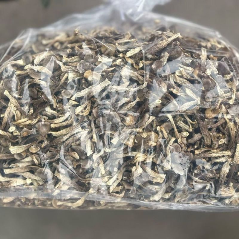精品鹿茸菇，厂家直销