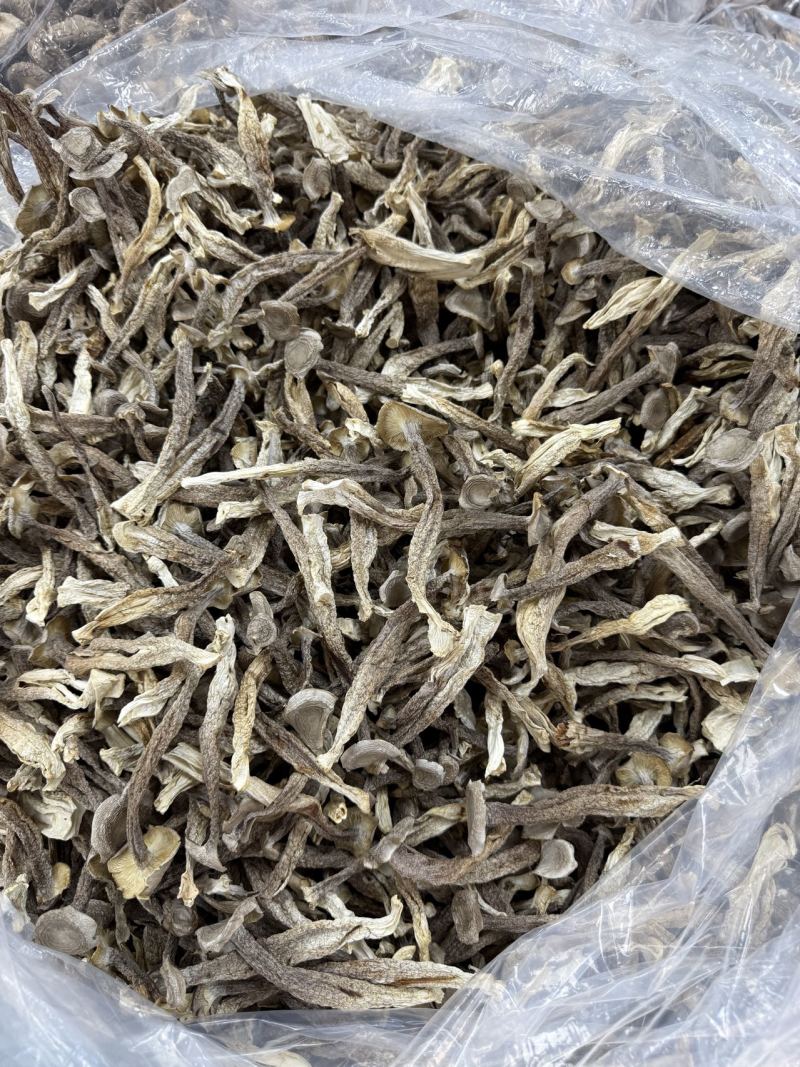 精品鹿茸菇，厂家直销