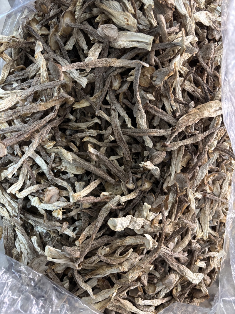 精品鹿茸菇，厂家直销
