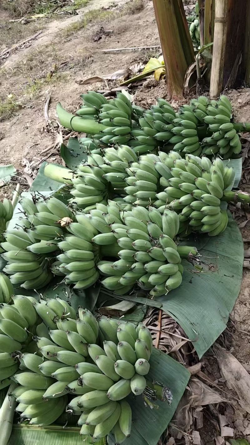 粉蕉，广西金粉肥大饱满皮毛靓，苹果蕉大量供应