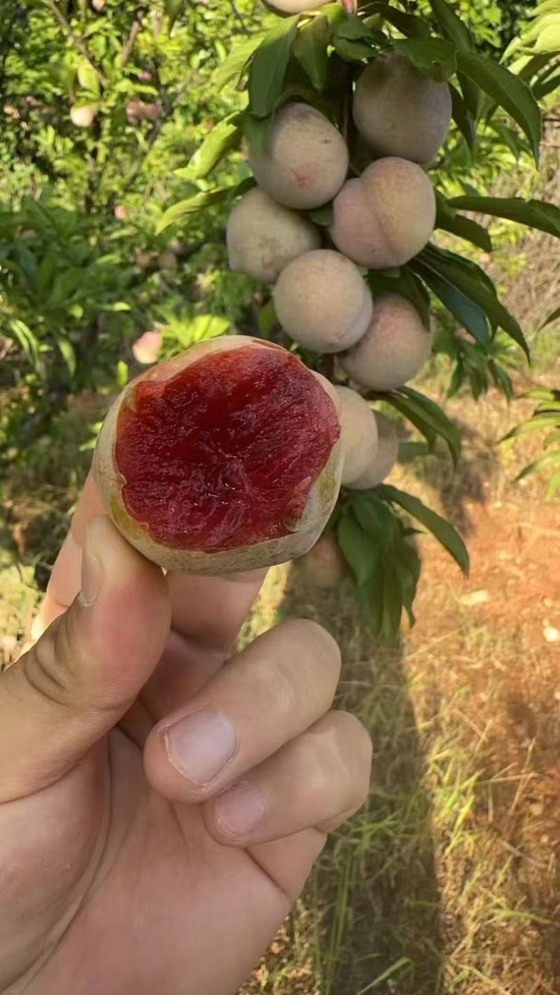 味帝李子，青皮红肉皮薄多汁