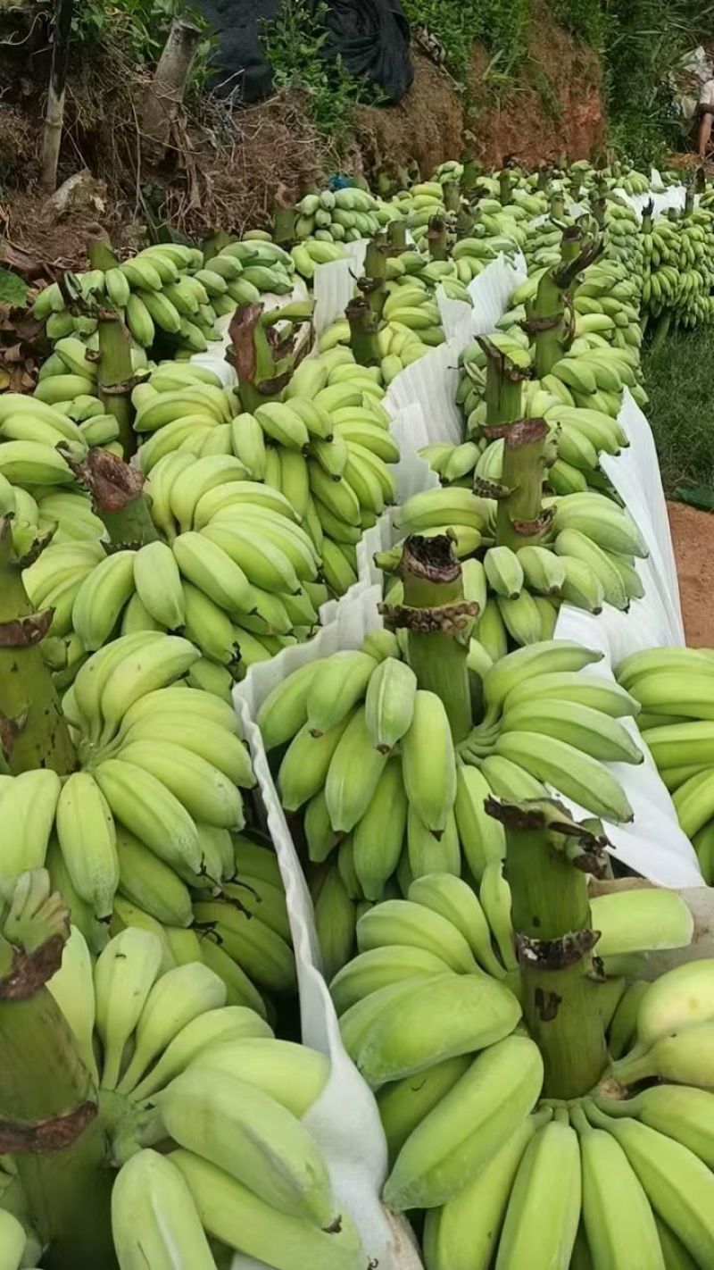 粉蕉，广西金粉肥大饱满皮毛靓，苹果蕉大量供应