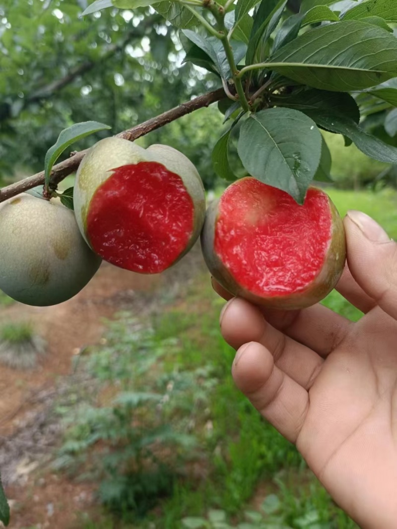 味帝李子，青皮红肉皮薄多汁