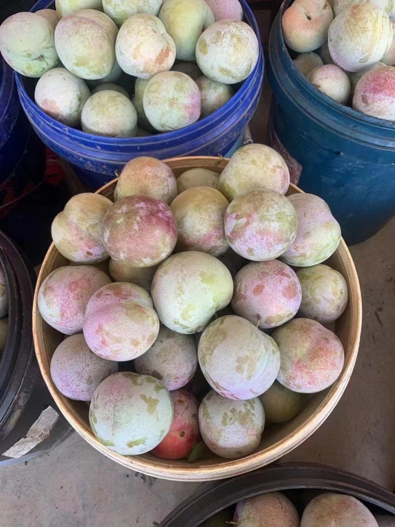 味帝李子，青皮红肉皮薄多汁