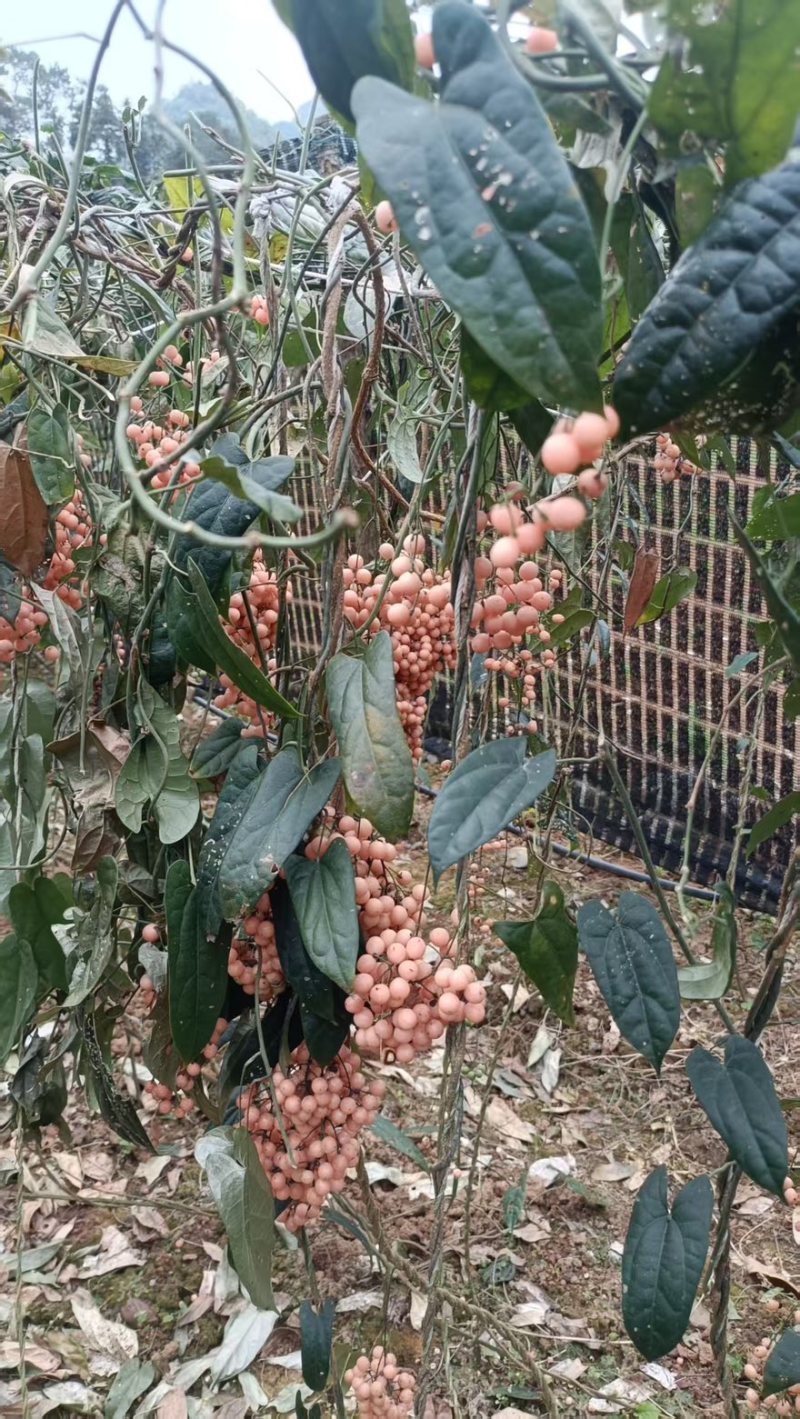 金果榄种子