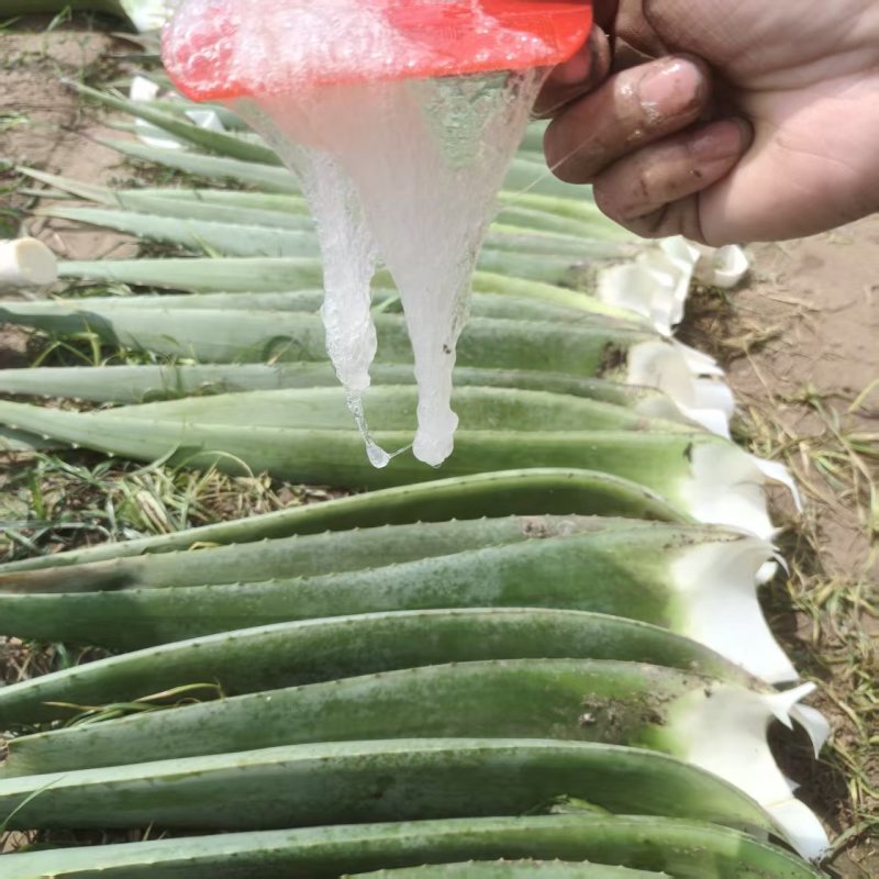 库拉索芦荟叶片