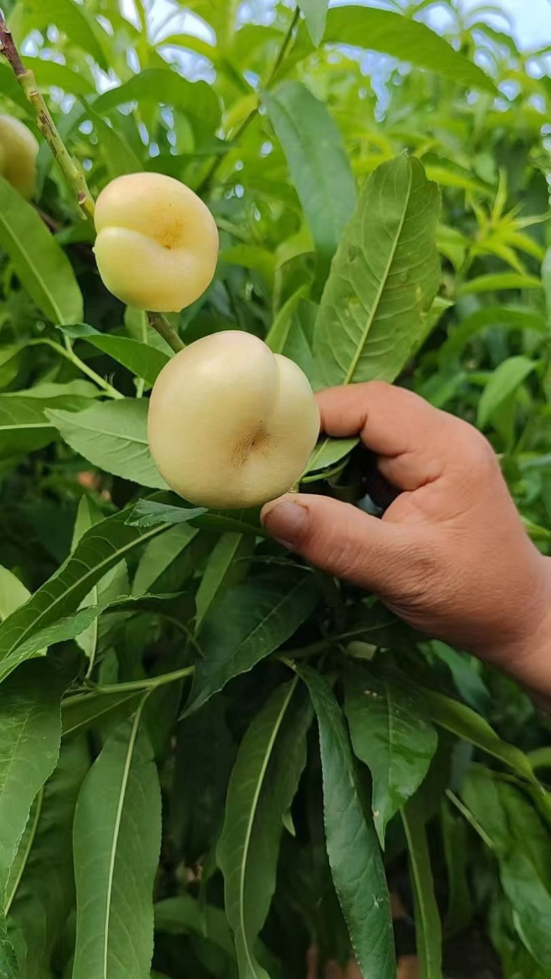 【推荐】基地直供油蟠7号桃现摘现发脆甜多汁量大价优