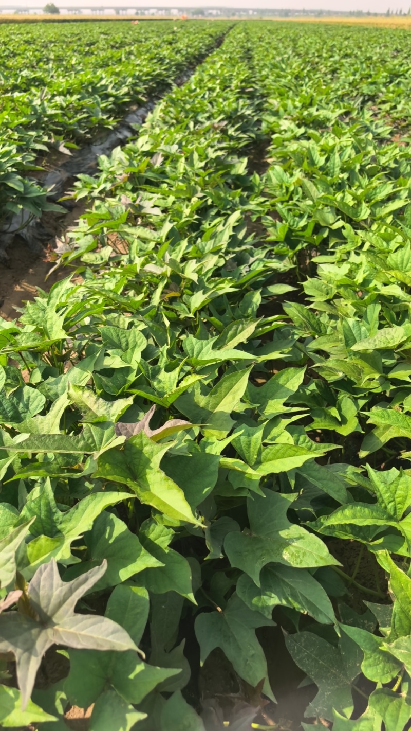 露天头茬大田剪苗，西瓜红哈密龙薯九济薯三三