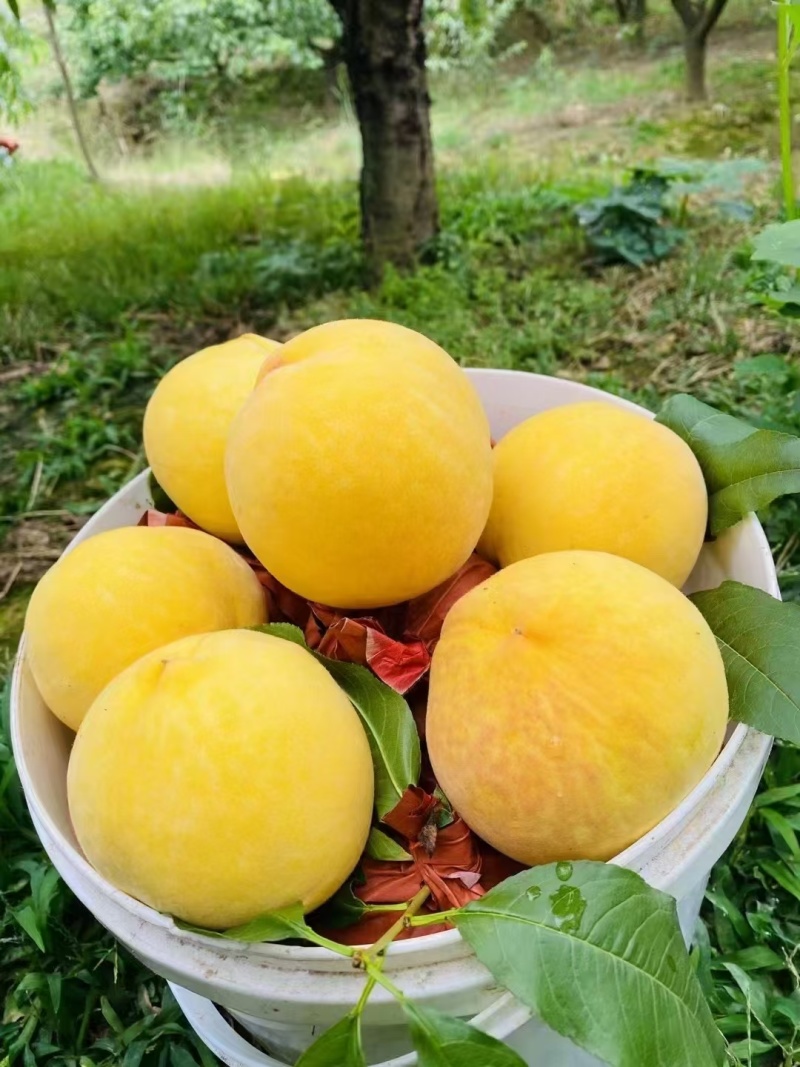 黄桃