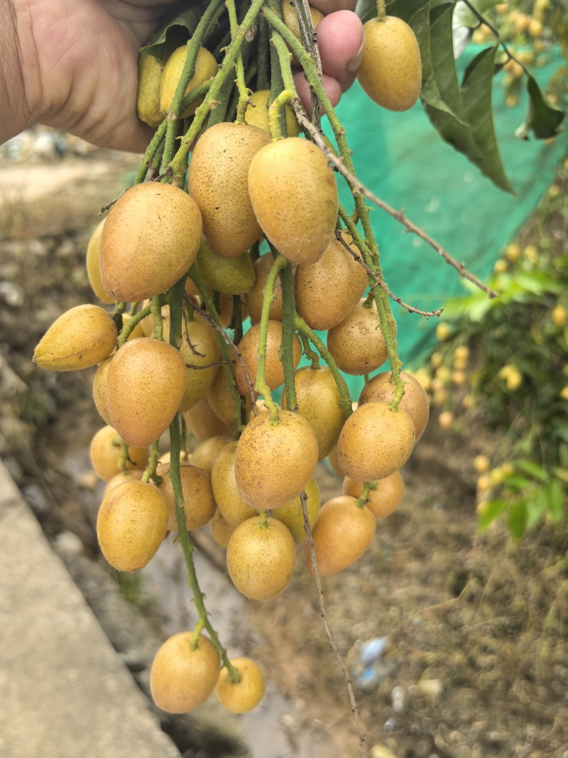 广州增城新鲜黄皮果大量上市
