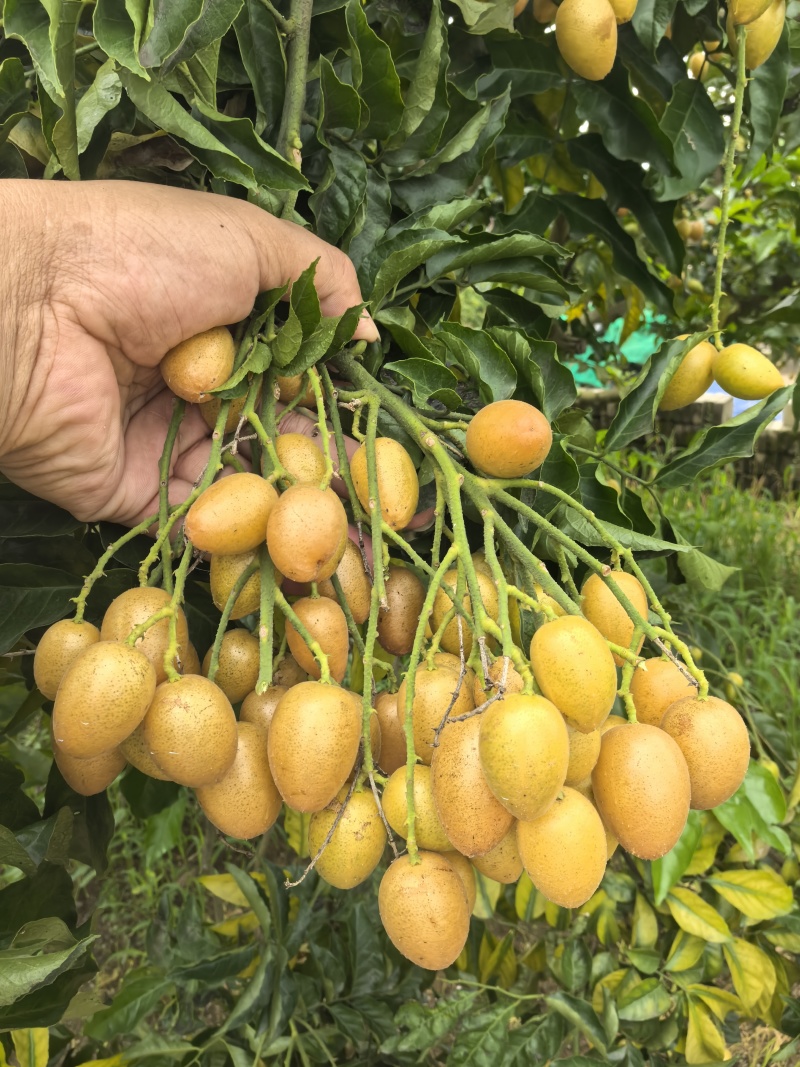 广州增城新鲜黄皮果大量上市