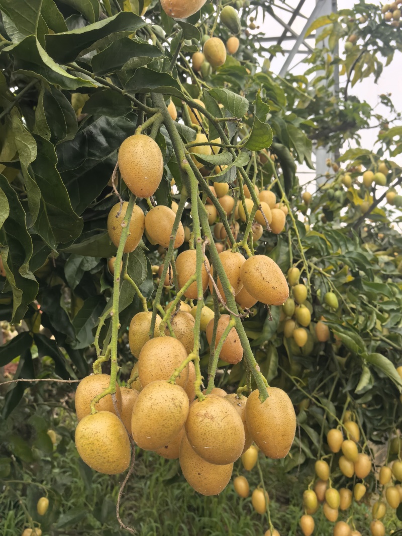 广州增城新鲜黄皮果大量上市