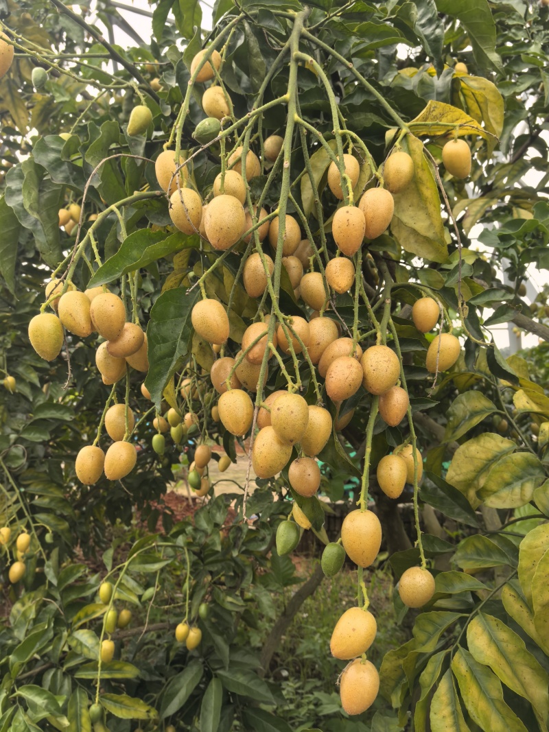 广州增城新鲜黄皮果大量上市
