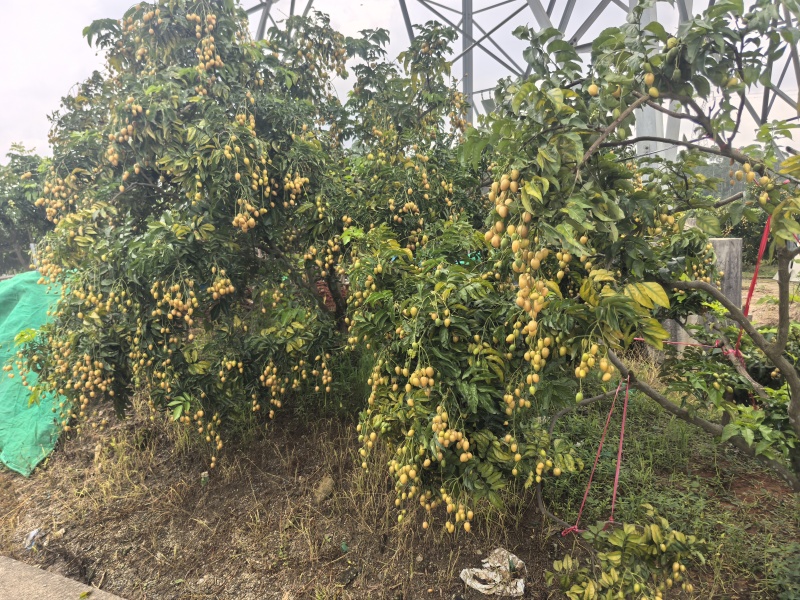 广州增城新鲜黄皮果大量上市