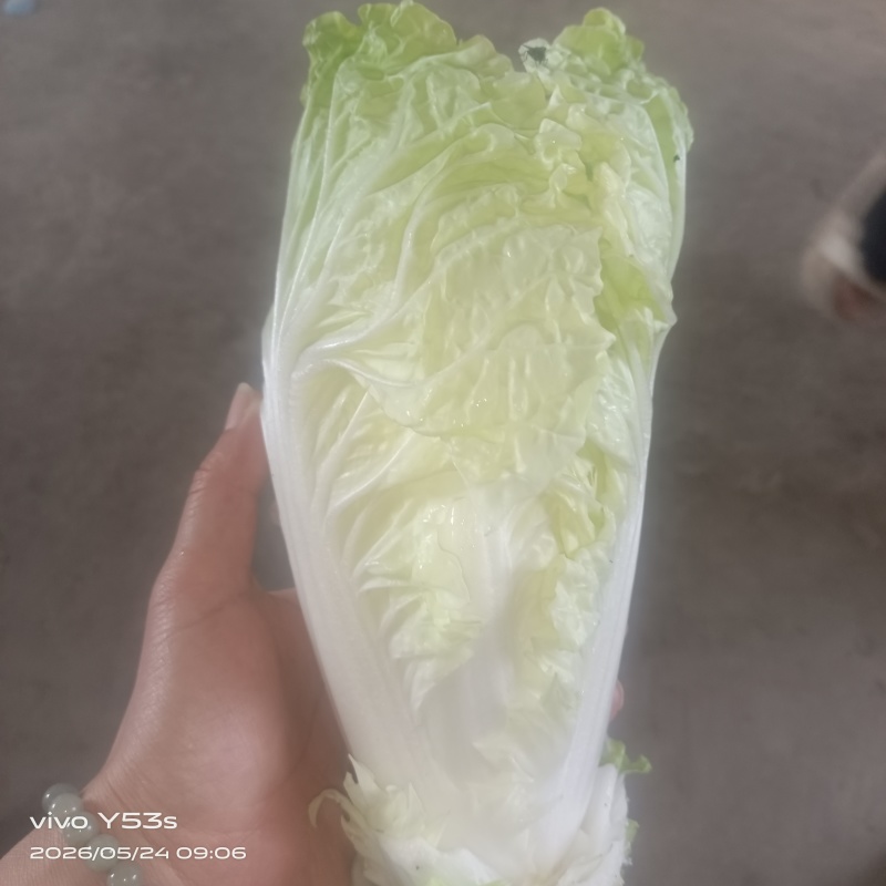特快白
