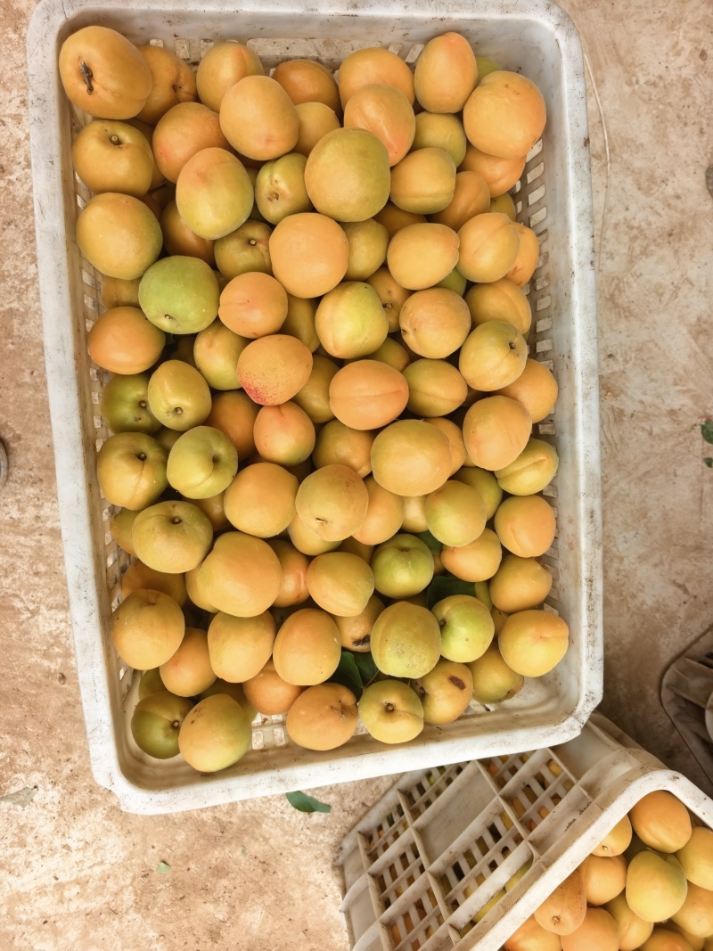 金太阳杏上市中！需要的滴滴！对接工厂.电商！超市！！