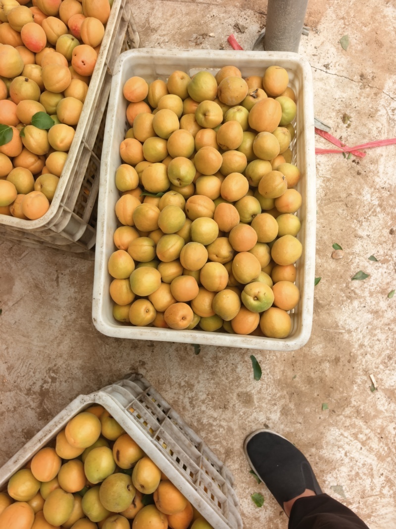 金太阳杏上市中！需要的滴滴！对接工厂.电商！超市！！
