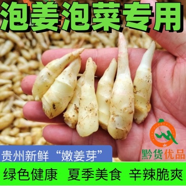 贵州正宗新鲜嫩姜芽仔姜糖醋腌制开胃当季食用泡菜泡姜专用