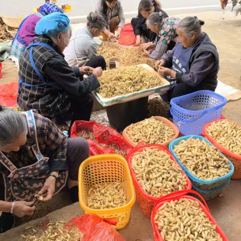 贵州正宗新鲜嫩姜芽仔姜糖醋腌制开胃当季食用泡菜泡姜专用