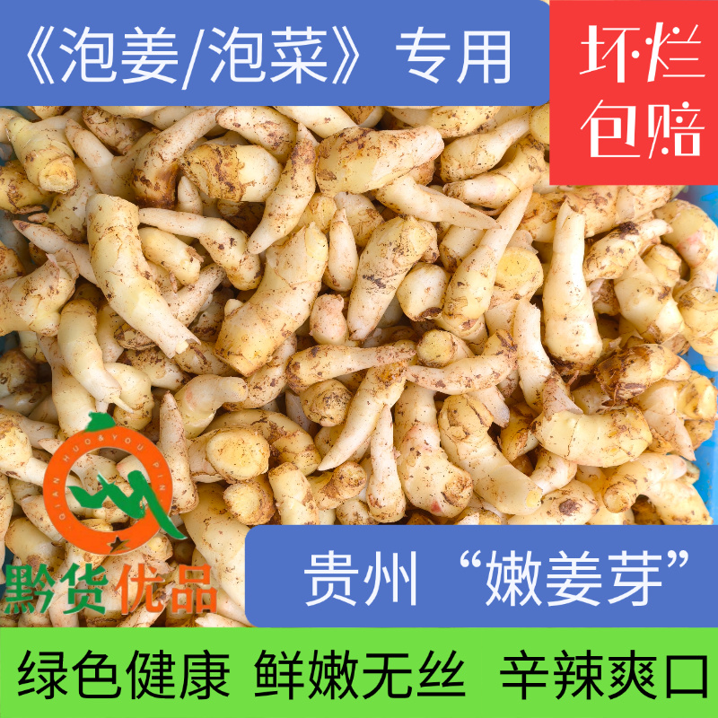贵州正宗新鲜嫩姜芽仔姜糖醋腌制开胃当季食用泡菜泡姜专用