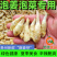 贵州正宗新鲜嫩姜芽仔姜糖醋腌制开胃当季食用泡菜泡姜专用