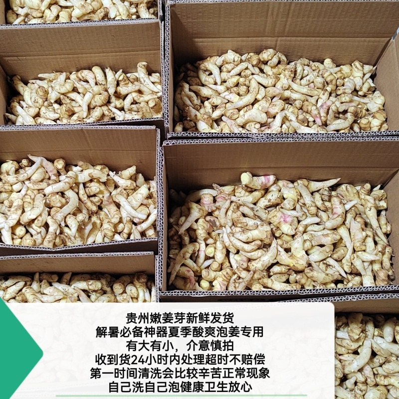 贵州正宗新鲜嫩姜芽仔姜糖醋腌制开胃当季食用泡菜泡姜专用