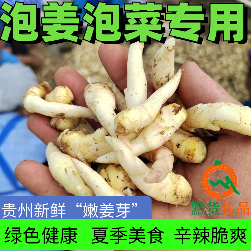 贵州正宗新鲜嫩姜芽仔姜糖醋腌制开胃当季食用泡菜泡姜专用