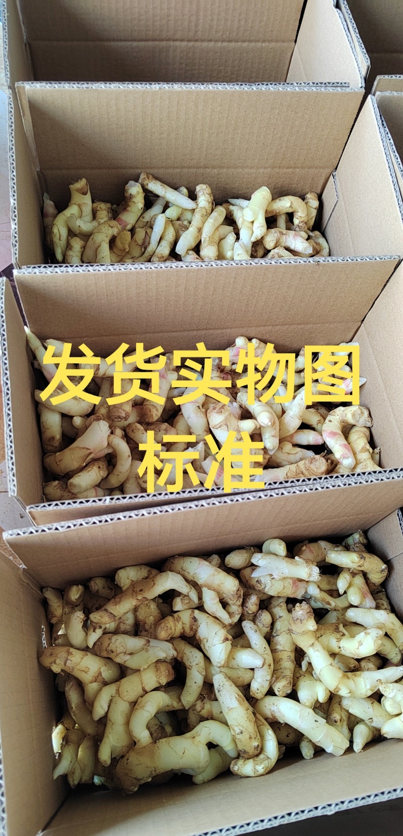 贵州正宗新鲜嫩姜芽仔姜糖醋腌制开胃当季食用泡菜泡姜专用