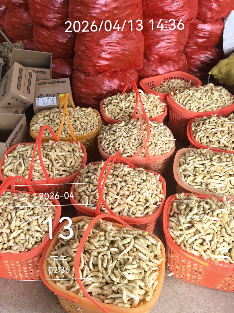 贵州正宗新鲜嫩姜芽仔姜糖醋腌制开胃当季食用泡菜泡姜专用