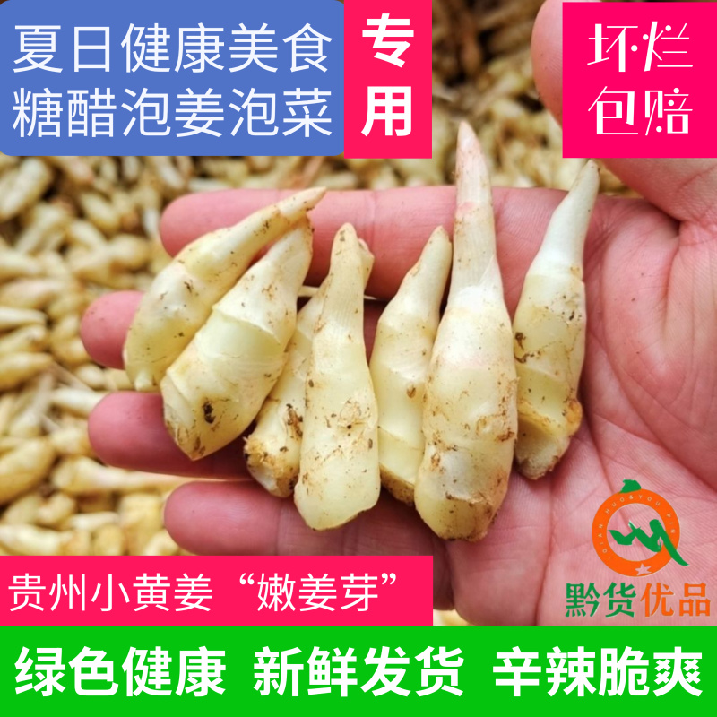 贵州正宗新鲜嫩姜芽仔姜糖醋腌制开胃当季食用泡菜泡姜专用