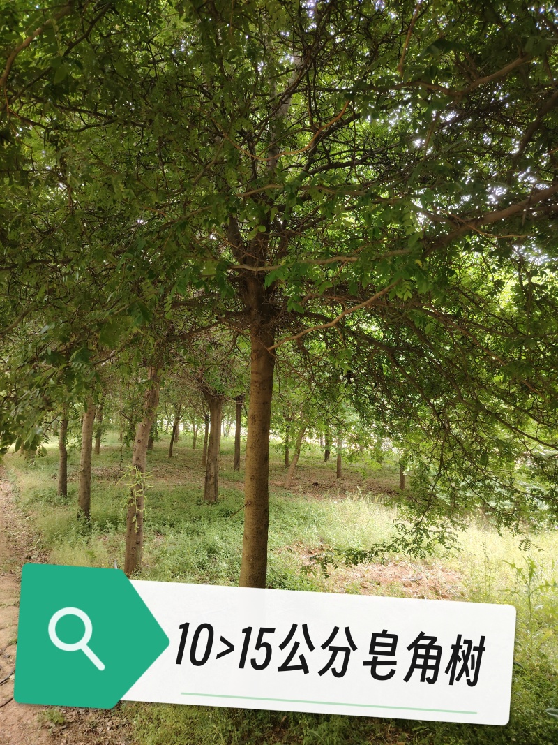 皂角树苗圃基地直发9-18公分规格齐全清底处理