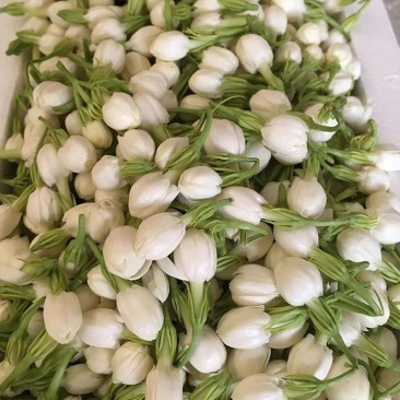 广西横县茉莉花包产地直采供新鲜饱满现摘现发