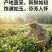 广西横县茉莉花包产地直采供新鲜饱满现摘现发