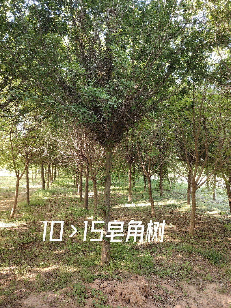 皂角树苗圃基地直发9-18公分规格齐全清底处理