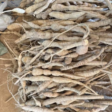 新鲜中叶牛，串牛牛，圆牛，大牛，特大牛，煲汤泡酒口味甘甜