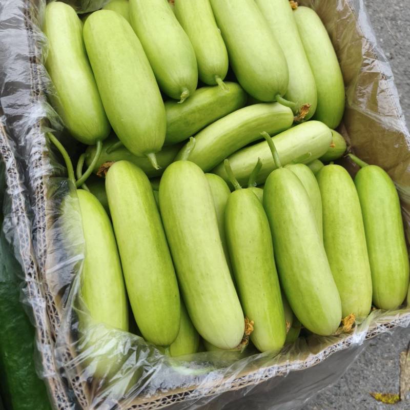 奶油黄瓜