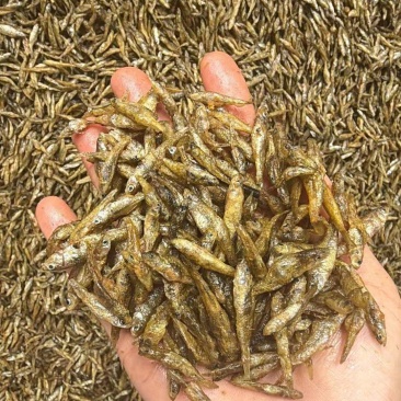油炸麦黄嫩子，好吃不苦